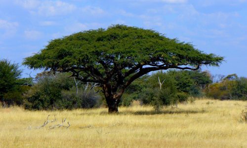 camel_thorn_enhanced camel_thorn_enhanced